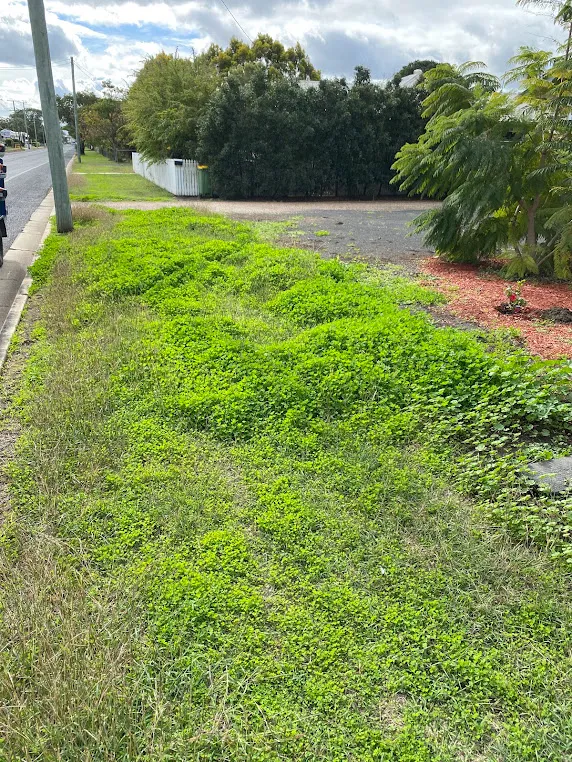 Clover and broadleaf weeds spreading through thin turf in Laidley QLD