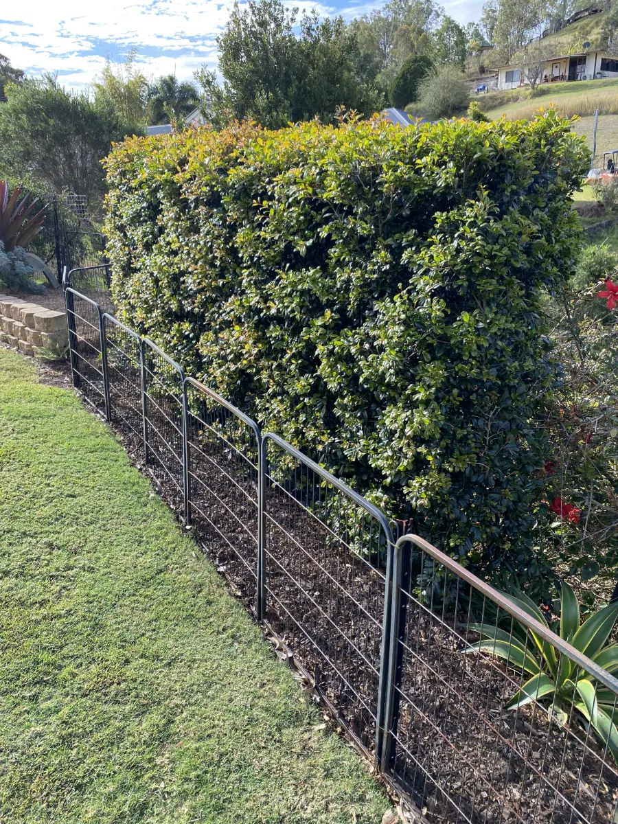 Dense screening hedge trimmed square along a fence line on a Lockyer Valley property
