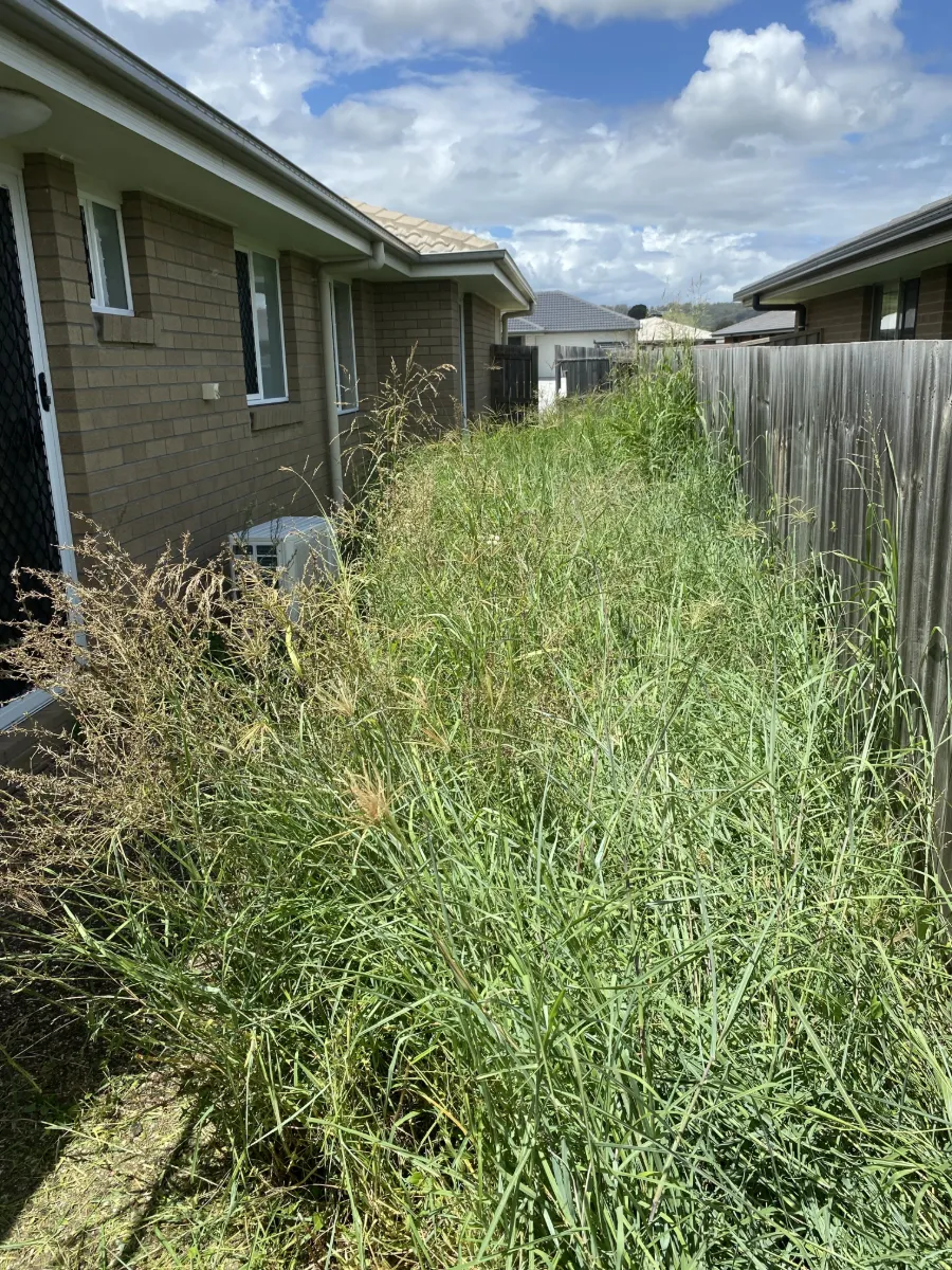 Side yard grass grown waist high before an overgrown tidy-up at Laidley QLD