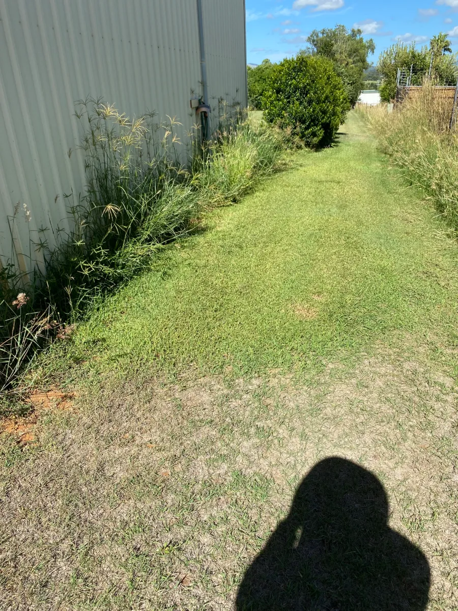 Shed line whipper snipped back to a clean mown strip on a Gatton property